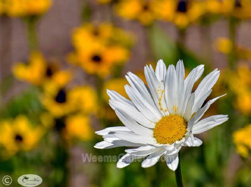 Daisy Tendril by Janet Haist
